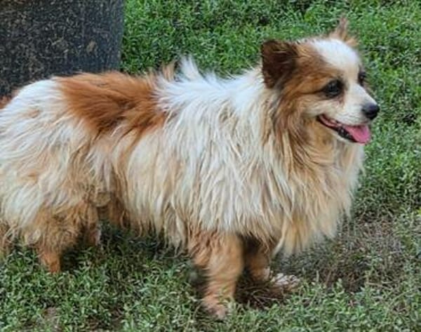 kleiner Rüde Cosmo sucht 4ever home