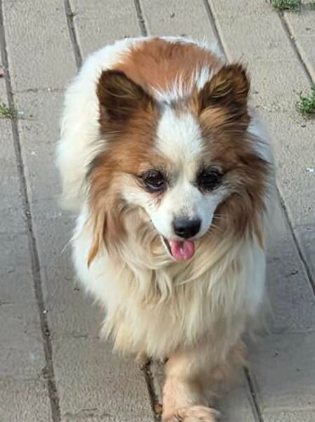 kleiner Rüde Cosmo sucht 4ever home