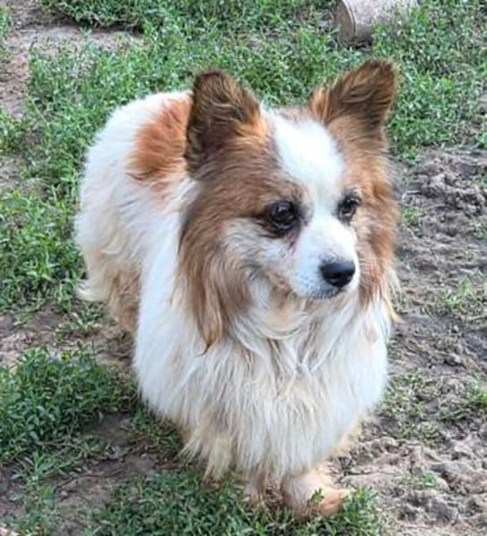 kleiner Rüde Cosmo sucht 4ever home