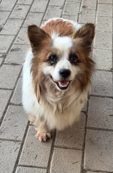 kleiner Rüde Cosmo sucht 4ever home