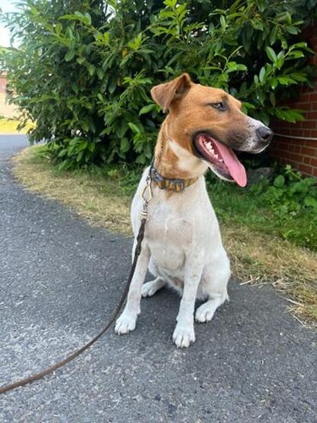 Pippa auf Pflegestelle in 48282 Emsdetten