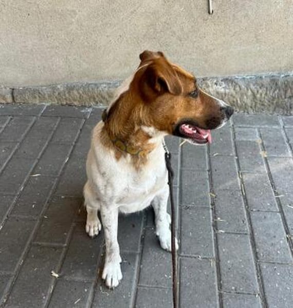 Pippa auf Pflegestelle in 48282 Emsdetten