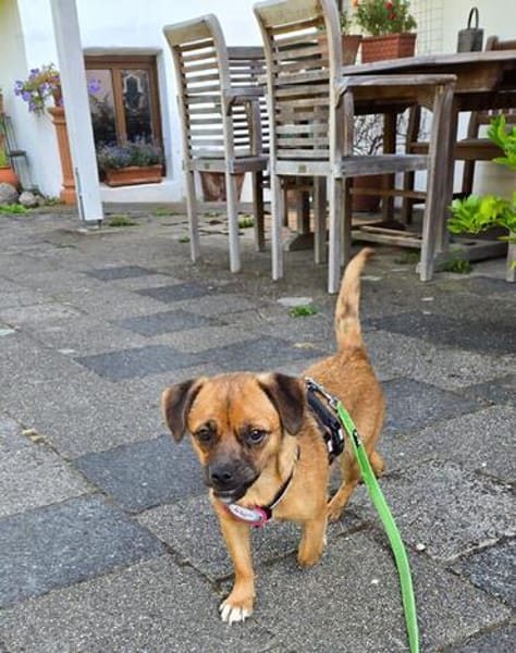 Kelly sucht ihr Für-immer-Zuhause ❤