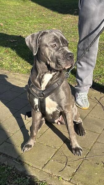 Ayla