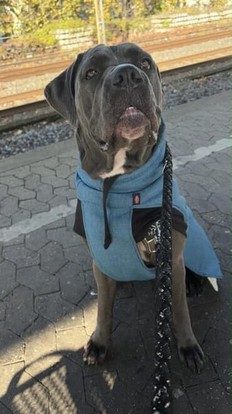 Ayla