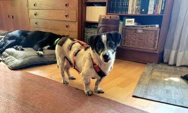 Jimmy - freundlich, ruhig und lieb