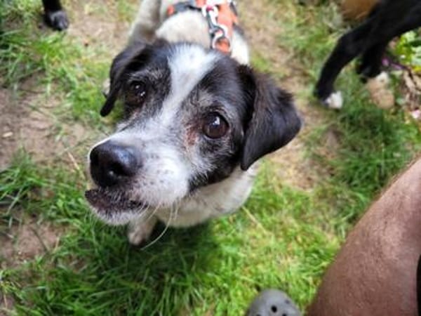 Jimmy - freundlich, ruhig und lieb