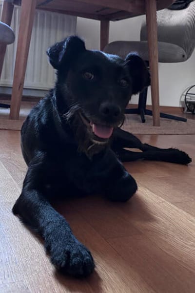 Ebony  wartet in 51469 Bergisch Gladbach auf dich
