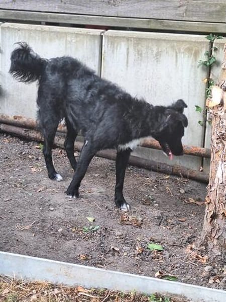 🐾Unsere liebe Änni sucht ihr Zuhause 🐾