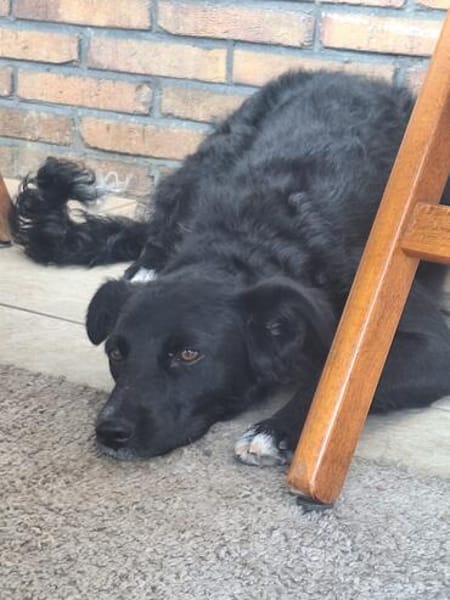 🐾Unsere liebe Änni sucht ihr Zuhause 🐾