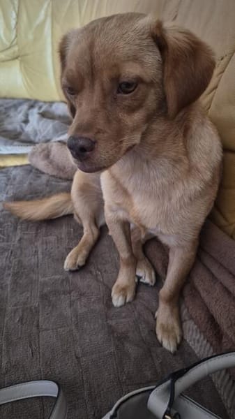 NALA sucht ihr Zuhause