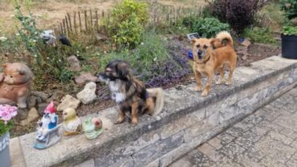 Lenny, knuffiger, kleiner Rüde wartet