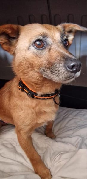 Lenny, knuffiger, kleiner Rüde wartet