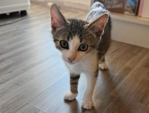 Oggy [Chaton]