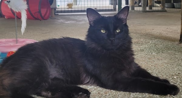 MANOLO