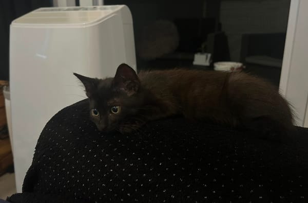 BELLA