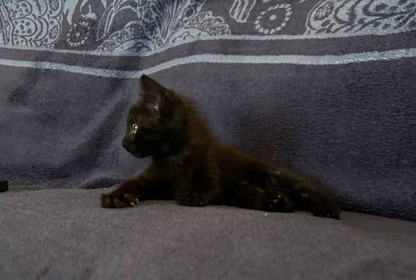 BELLA