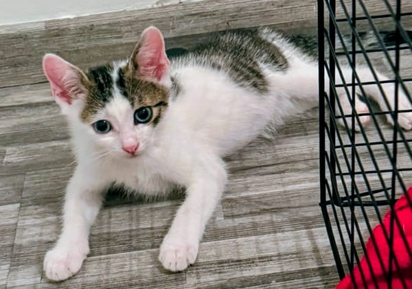 Alonzo [Chaton]