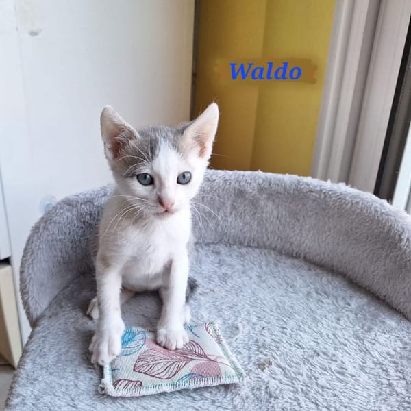 WALDO