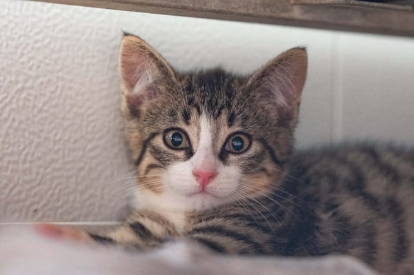 TOM