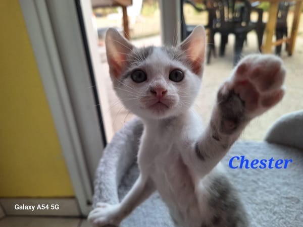 CHESTER