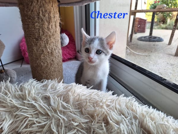 CHESTER