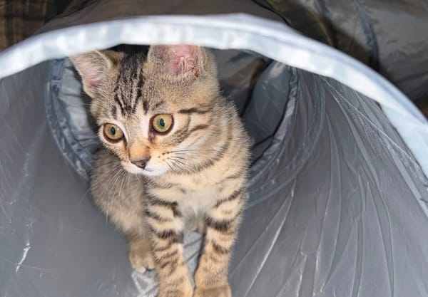 Tupac [Chaton]