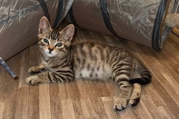 Tupac [Chaton]