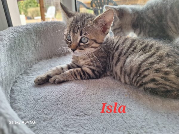 ISLA