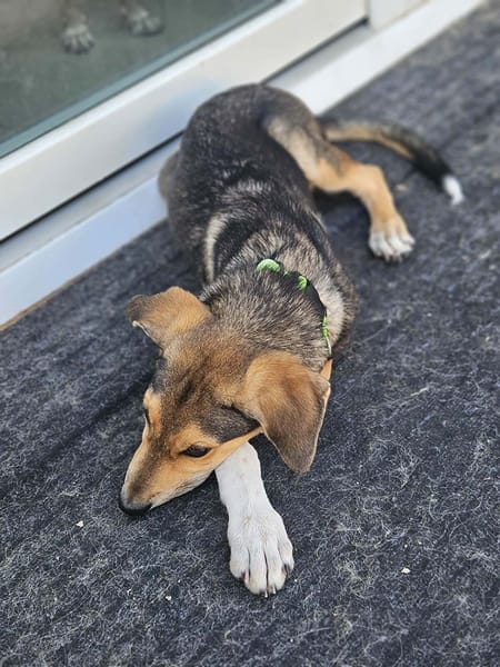 MILO