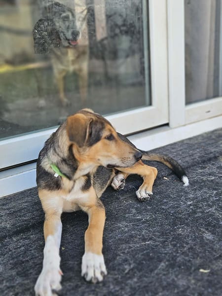 MILO