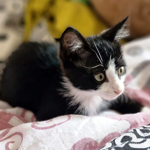 MOCHI