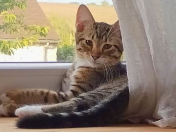 Bengal