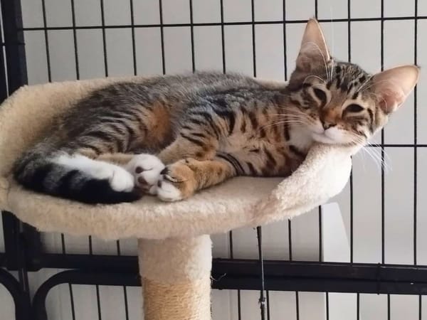 Bengal
