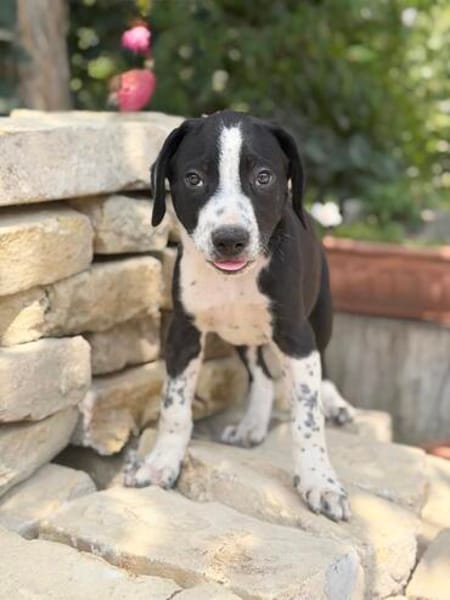 Onyx -Fröhlicher kleiner Welpe sucht sein Für-Immer-Zuhause!