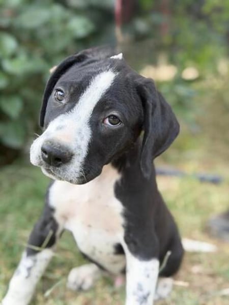Onyx -Fröhlicher kleiner Welpe sucht sein Für-Immer-Zuhause!