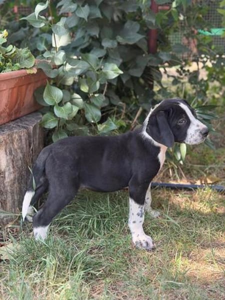 Onyx -Fröhlicher kleiner Welpe sucht sein Für-Immer-Zuhause!