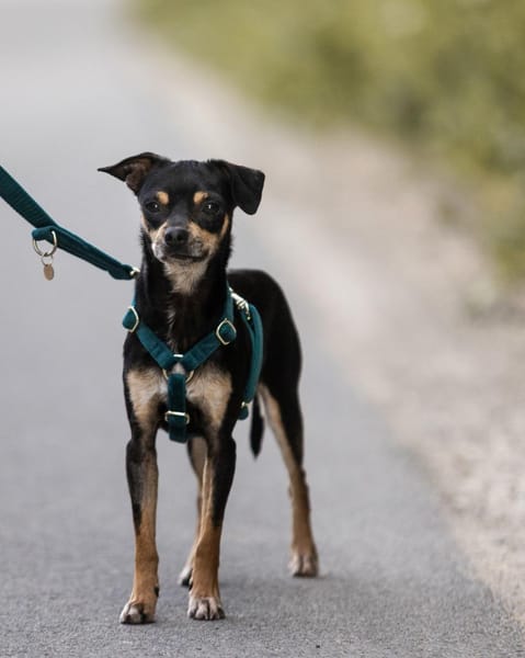 Pflegehund Paulo wartet in 49324 Melle