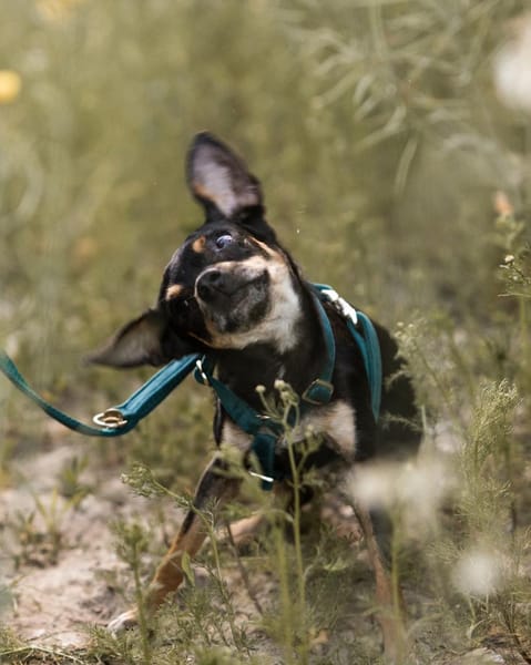 Pflegehund Paulo wartet in 49324 Melle
