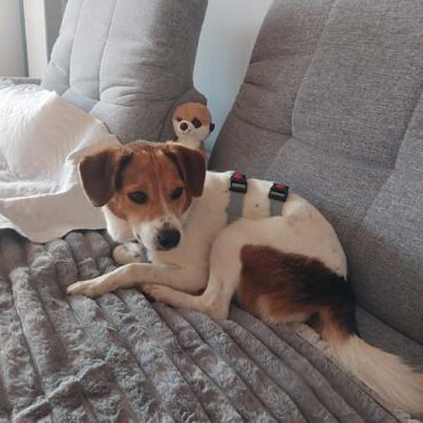 Nia auf Pflegestelle