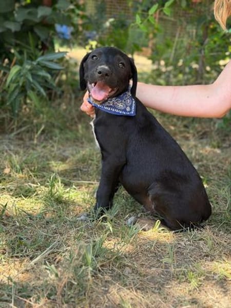 Jasper -Kleiner Entdecker sucht liebevolles Zuhause!