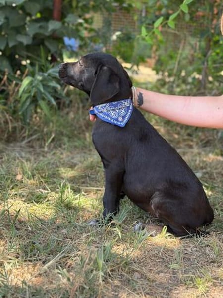 Jasper -Kleiner Entdecker sucht liebevolles Zuhause!