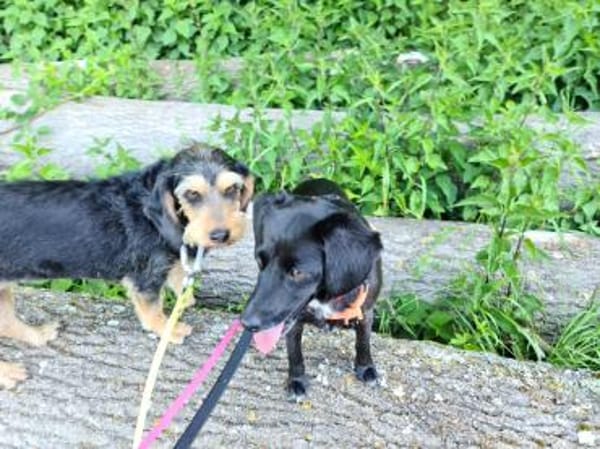 Mirtilla einfühlsame Menschen gesucht