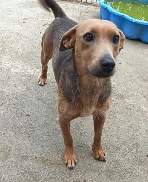 Lulu, liebenswete Hündin sucht ihr Glück