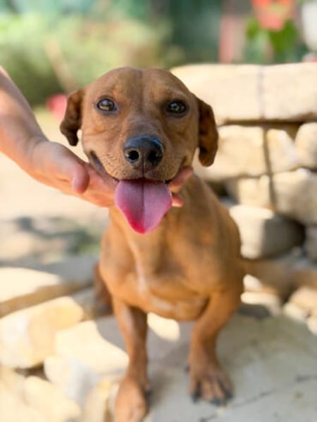 Archie (Abner) -Sensibler Rüde sucht Liebe und Geborgenheit!