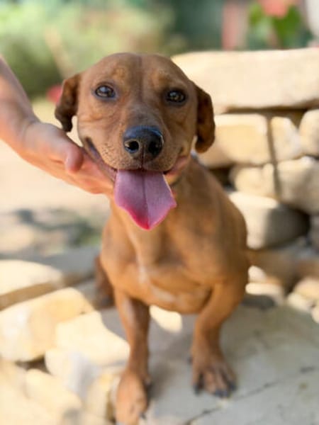 Archie (Abner) -Sensibler Rüde sucht Liebe und Geborgenheit!