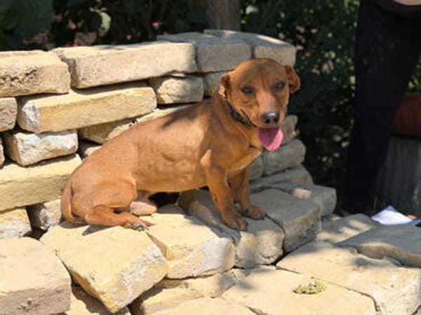 Archie (Abner) -Sensibler Rüde sucht Liebe und Geborgenheit!