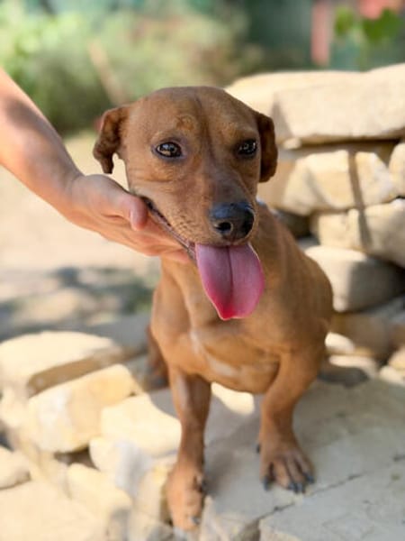 Archie (Abner) -Sensibler Rüde sucht Liebe und Geborgenheit!