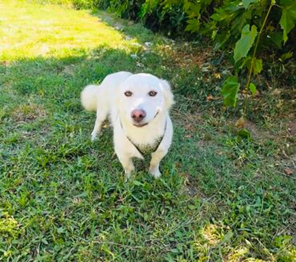 Kokonimix Theo sucht Zuhause