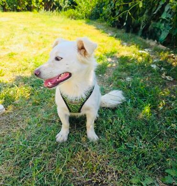 Kokonimix Theo sucht Zuhause